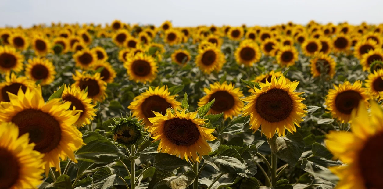 La oportunidad del girasol argentino y el nuevo nicho de la harina con alta protena para ganar mercados e ingresos