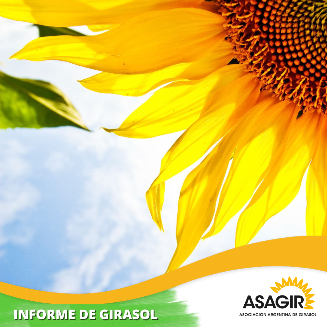 Informe Econmico de Girasol