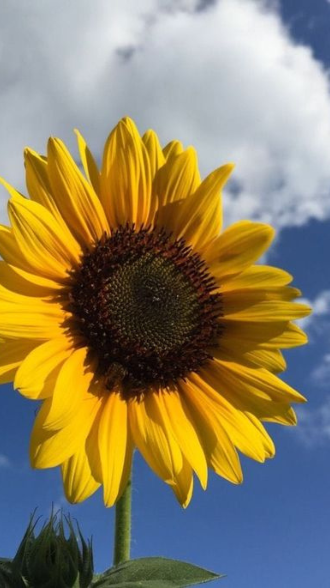 Se aceler la siembra de girasol