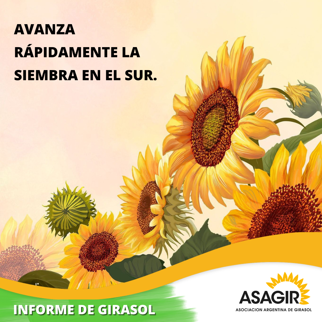 Informe de Girasol