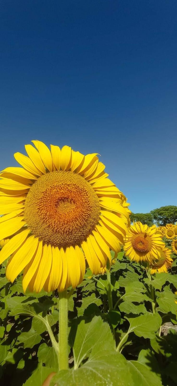 La siembra de girasol pudo crecer casi un 20% a pesar de la sequa y podra aportar USD 1.700 millones en exportaciones en 2023