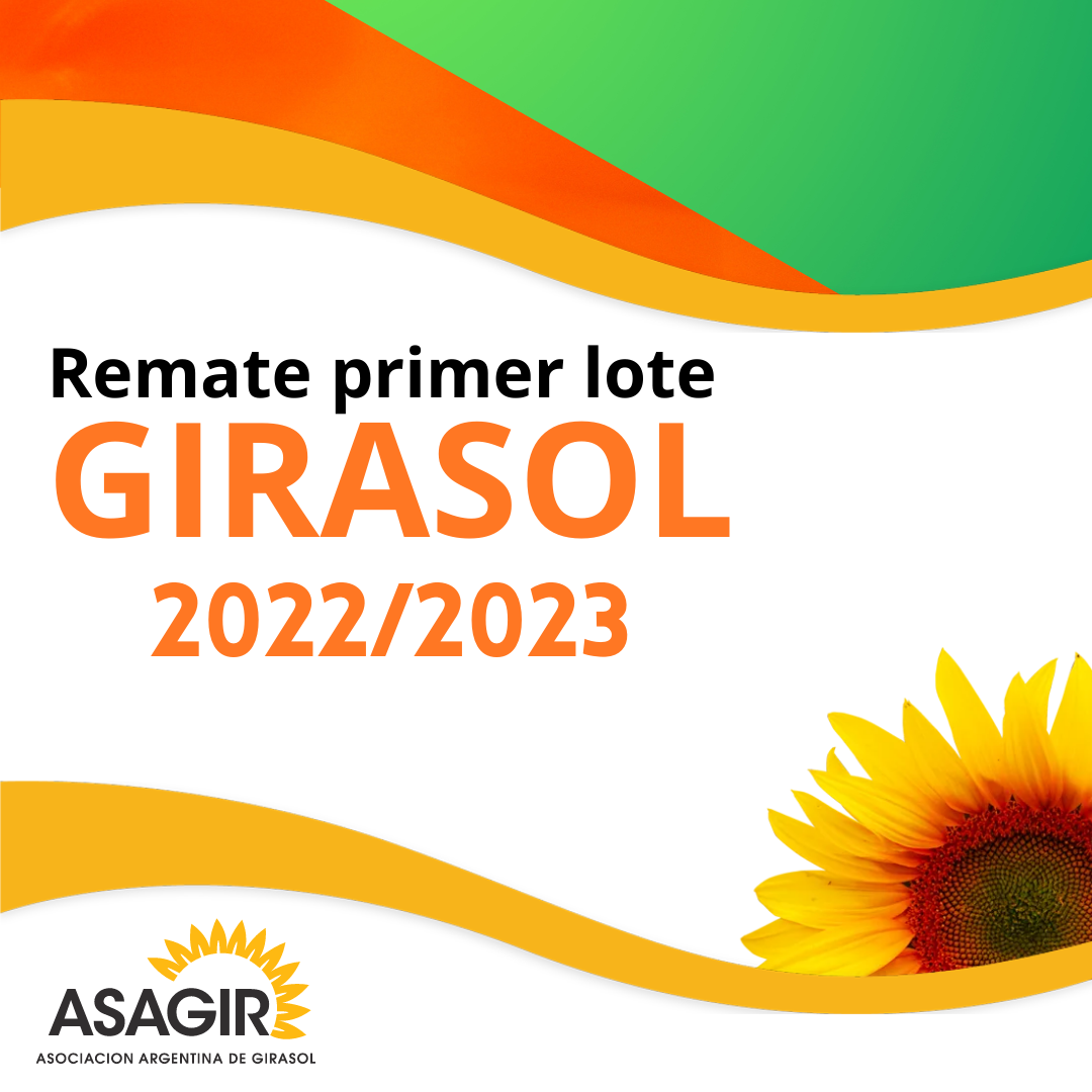 Remate del primer lote de Girasol